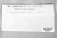 Straminella varia image